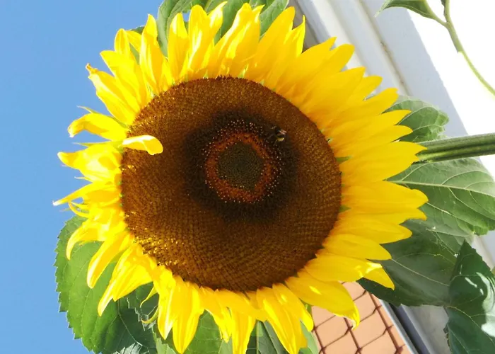 Appartement Sonnenblume Grube